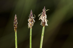 Eleocharis parishii
