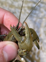 Cambarus carinirostris