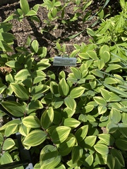 Polygonatum falcatum