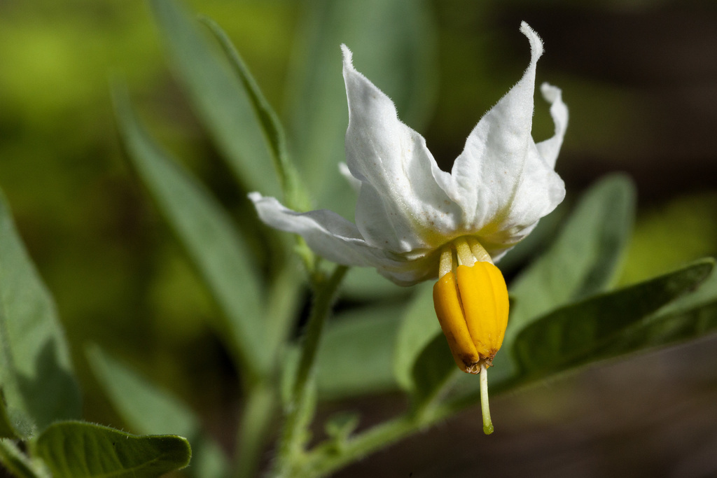 wild potato