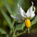 Solanum jamesii - Photo Ningún derecho reservado, subido por Patrick Alexander