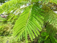 Fabaceae