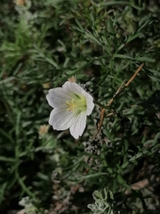 Geranium incanum