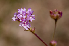 Boerhavia purpurascens