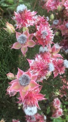 Serruria florida × rosea