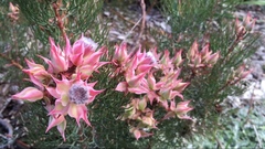 Serruria florida × rosea