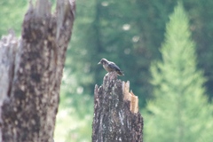 Sphyrapicus thyroideus