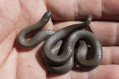 Diadophis punctatus regalis