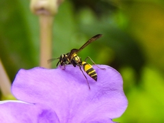 Hymenoptera