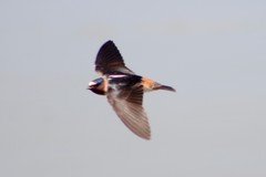 Petrochelidon pyrrhonota pyrrhonota