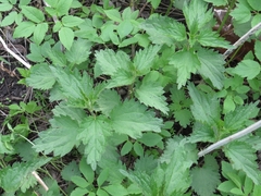 Urtica dioica