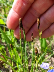 Carex michelii