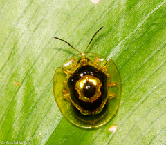 Ischnocodia annulus