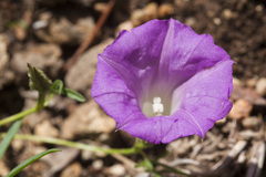 Ipomoea plummerae