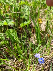 Carex michelii