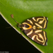 Hemerophila albertiana - Photo (c) Arnold Wijker,  זכויות יוצרים חלקיות (CC BY-NC), uploaded by Arnold Wijker