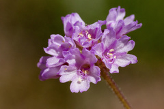Boerhavia purpurascens