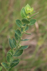 Clutia hirsuta