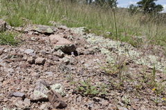 Boerhavia purpurascens