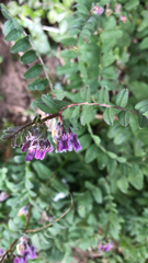 Vicia sepium