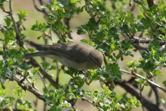 Phylloscopus collybita
