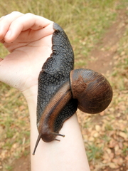 Lissachatina glutinosa