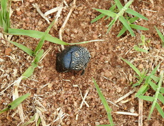 Julodinae