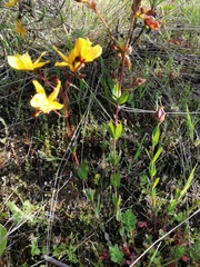 Hypericum australe