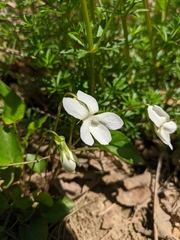 Viola sieheana