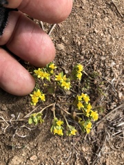 Eriophyllum multicaule
