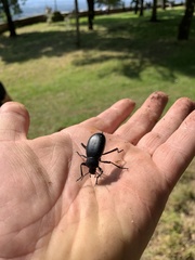 Blaps lusitanica