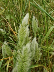 Polypogon interruptus