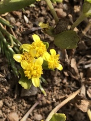 Eriophyllum multicaule