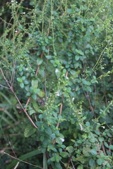 Endostemon obtusifolius