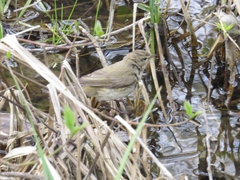 Phylloscopus collybita