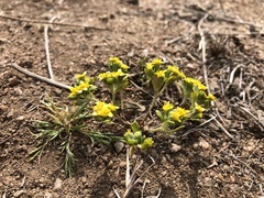 Eriophyllum multicaule