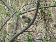 Phylloscopus collybita