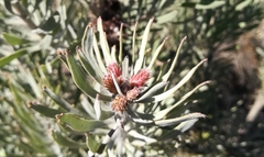 Leucospermum parile