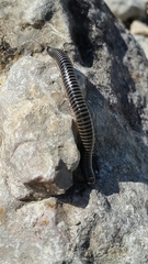 Ommatoiulus sabulosus aimatopodus