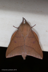 Adeloneivaia subangulata