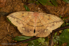 Lonomia columbiana