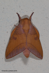 Adeloneivaia