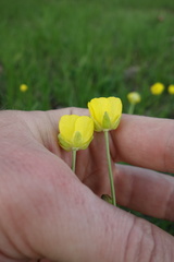 Ranunculus pedatus