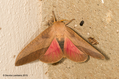 Adeloneivaia subangulata