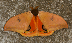 Automeris cinctistriga