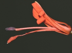 Lopezia longiflora
