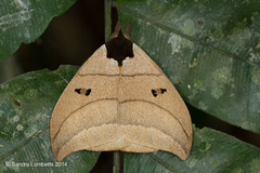 Automeris curvilinea