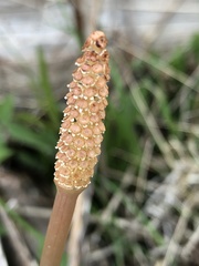 Equisetum arvense image