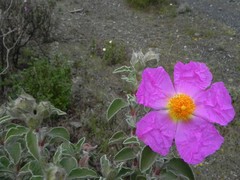 Cistus creticus eriocephalus