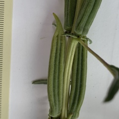 Sesamum triphyllum